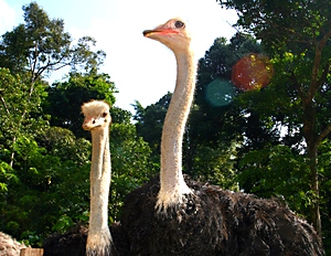 Deerland Park Pahang ostrich