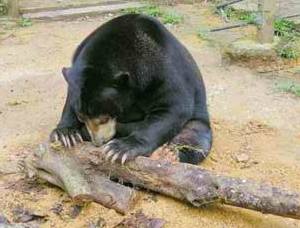 Deerland Park Pahang sun bear